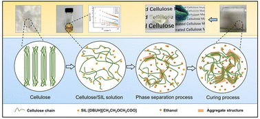 Graphical abstract: Rheological characteristics of novel cellulose/superbase-derived ionic liquid solutions and the coagulation process towards regenerated cellulose films