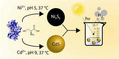 Graphical abstract: Green synthesis of CdS/NixSy nanoparticles as a route towards sustainable and scalable photocatalysts