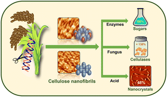 Graphical abstract: High density cellulose nanofibril assembly leads to upgraded enzymatic and chemical catalysis of fermentable sugars, cellulose nanocrystals and cellulase production by precisely engineering cellulose synthase complexes