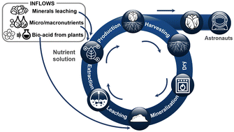 Graphical abstract: Circular bioprocess for phosphorus nutrient recovery to grow lettuce in lunar space