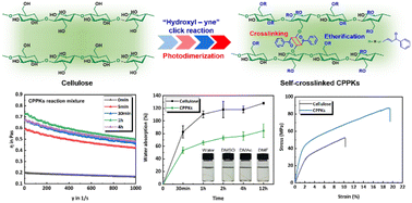 Graphical abstract: One-pot cellulose etherification and self-crosslinking via a mild hydroxyl–yne click reaction in a homogeneous system