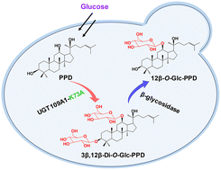 Graphical abstract: Combining protein and metabolic engineering to achieve green biosynthesis of 12β-O-Glc-PPD in Saccharomyces cerevisiae