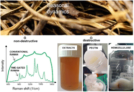 Graphical abstract: Seasonal dynamics in structural characteristics within bark stems of cultivated willow (Salix sp.) by NMR and time-gated Raman spectroscopy