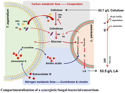 Graphical abstract: Compartmentalization of a synergistic fungal-bacterial consortium to boost lactic acid conversion from lignocellulose via consolidated bioprocessing