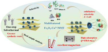 Graphical abstract: Facile and green preparation of multifeatured montmorillonite-supported Fe3O4-Cu2+ hybrid magnetic nanomaterials for the selective adsorption of a high-abundance protein from complex biological matrices