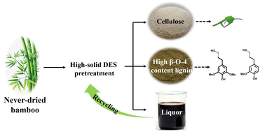 Graphical abstract: A high-solid DES pretreatment using never-dried biomass as the starting material: towards high-quality lignin fractionation