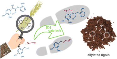 Graphical abstract: Mild and selective etherification of wheat straw lignin and lignin model alcohols by moisture-tolerant zirconium catalysis