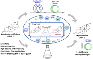 Graphical abstract: Batch and continuous flow asymmetric synthesis of anabolic-androgenic steroids via a single-cell biocatalytic Δ1-dehydrogenation and C17β-carbonyl reduction cascade