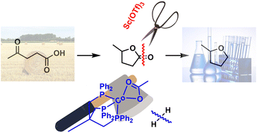 Graphical abstract: Catalytic hydrodeoxygenation of neat levulinic acid into 2-methyltetrahydrofuran using a cobalt phosphine complex and Sc(OTf)3 co-catalytic system