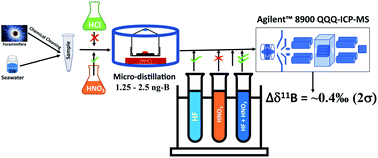 Graphical abstract: Accurate and precise determination of the boron isotope ratio by QQQ-ICP-MS: application to natural waters and carbonates