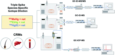 Graphical abstract: Comparison of GC-ICP-MS, GC-EI-MS and GC-EI-MS/MS for the determination of methylmercury, ethylmercury and inorganic mercury in biological samples by triple spike species-specific isotope dilution mass spectrometry