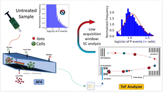 Graphical abstract: Single cell-asymmetrical flow field-flow fractionation/ICP-time of flight-mass spectrometry (sc-AF4/ICP-ToF-MS): an efficient alternative for the cleaning and multielemental analysis of individual cells