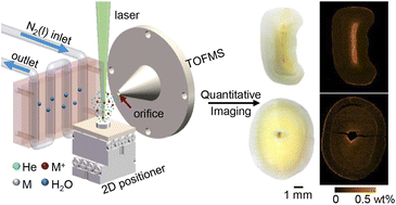 Graphical abstract: Quantitative imaging of fluorine in human teeth by cryogenic laser ionization time-of-flight mass spectrometry