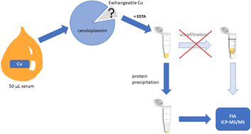 Graphical abstract: A novel approach for the determination of exchangeable copper in serum using protein precipitation