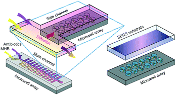 Graphical abstract: An antibiotic concentration gradient microfluidic device integrating surface-enhanced Raman spectroscopy for multiplex antimicrobial susceptibility testing