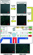 Graphical abstract: Rapid microfluidic platform for screening and enrichment of cells secreting virus neutralizing antibodies