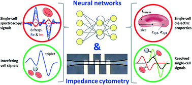 Graphical abstract: Deciphering impedance cytometry signals with neural networks