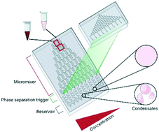 Graphical abstract: Phase transition modulation and biophysical characterization of biomolecular condensates using microfluidics