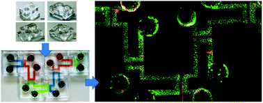 Graphical abstract: A modular microfluidic platform to enable complex and customisable in vitro models for neuroscience