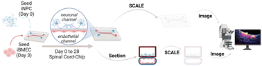 Graphical abstract: Tissue clearing of human iPSC-derived organ-chips enables high resolution imaging and analysis