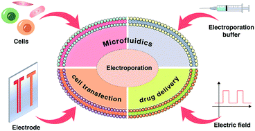 Graphical abstract: Recent advances in microfluidic-based electroporation techniques for cell membranes