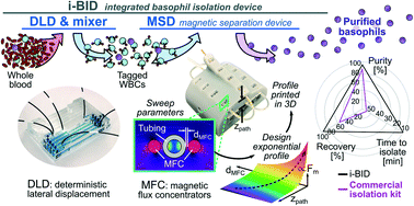Graphical abstract: Exponential magnetophoretic gradient for the direct isolation of basophils from whole blood in a microfluidic system