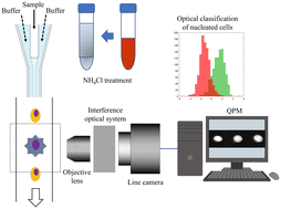 Graphical abstract: Artificial intelligence-based classification of peripheral blood nucleated cells using label-free imaging flow cytometry