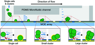 Graphical abstract: An electroactive microwell array device to realize simultaneous trapping of single cancer cells and clusters