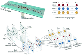 Graphical abstract: Label-free detection and enumeration of rare circulating tumor cells by bright-field image cytometry and multi-frame image correlation analysis