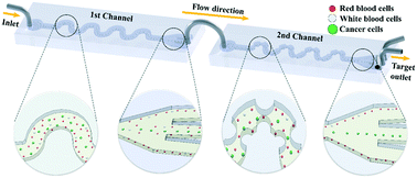 Graphical abstract: Tuning particle inertial separation in sinusoidal channels by embedding periodic obstacle microstructures