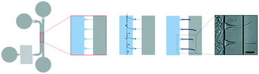 Graphical abstract: Bending stiffness of Candida albicans hyphae as a proxy of cell wall properties