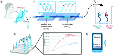 Graphical abstract: From saliva to SNP: non-invasive, point-of-care genotyping for precision medicine applications using recombinase polymerase amplification and giant magnetoresistive nanosensors