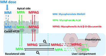 Graphical abstract: Application of a gut–liver-on-a-chip device and mechanistic modelling to the quantitative in vitro pharmacokinetic study of mycophenolate mofetil