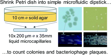 Graphical abstract: Label-free 1D microfluidic dipstick counting of microbial colonies and bacteriophage plaques