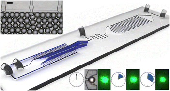 Graphical abstract: Nonequilibrium interfacial diffusion across microdroplet interface