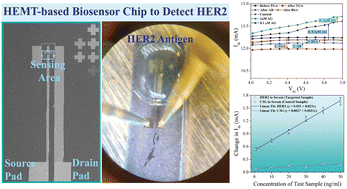 Graphical abstract: High sensitivity label-free detection of HER2 using an Al–GaN/GaN high electron mobility transistor-based biosensor