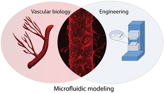 Graphical abstract: Microfluidics in vascular biology research: a critical review for engineers, biologists, and clinicians