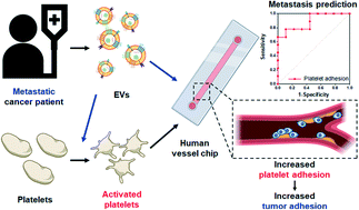 Graphical abstract: Prediction of tumor metastasis via extracellular vesicles-treated platelet adhesion on a blood vessel chip