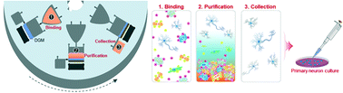 Graphical abstract: A fully automated primary neuron purification system using continuous centrifugal microfluidics