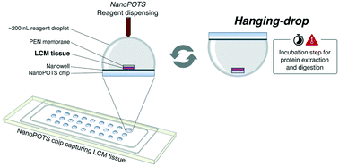 Graphical abstract: Hanging drop sample preparation improves sensitivity of spatial proteomics