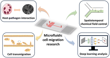 Graphical abstract: Recent advances in microfluidics-based cell migration research