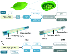 Graphical abstract: A versatile optofluidic microreactor for artificial photosynthesis induced coenzyme regeneration and l-glutamate synthesis