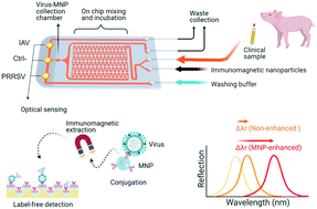 Graphical abstract: An integrated magneto-opto-fluidic biosensor for rapid on-chip assay of respiratory viruses of livestock