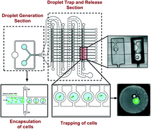 Graphical abstract: Droplet microfluidics for functional temporal analysis and cell recovery on demand using microvalves: application in immunotherapies for cancer