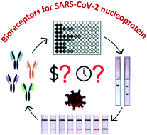 Graphical abstract: Selection and characterisation of bioreceptors to develop nanoparticle-based lateral-flow immunoassays in the context of the SARS-CoV-2 outbreak