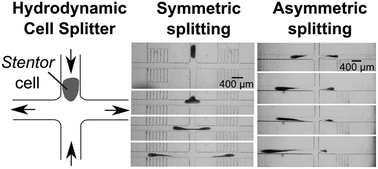 Graphical abstract: Hydrodynamic dissection of Stentor coeruleus in a microfluidic cross junction