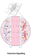 Graphical abstract: Transcriptomic analysis of 3D vasculature-on-a-chip reveals paracrine factors affecting vasculature growth and maturation