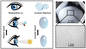 Graphical abstract: On-demand liquid microlens arrays by non-contact relocation of inhomogeneous fluids in acoustic fields