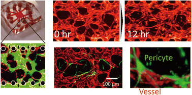 Graphical abstract: Pericytes and shear stress each alter the shape of a self-assembled vascular network