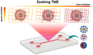 Graphical abstract: Capturing the spatial and temporal dynamics of tumor stroma for on-chip optimization of microenvironmental targeting nanomedicine